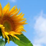 ひまわりの季節まで　あと少し！～夏まで待てない！暑さを乗り越える食材～