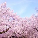 デイサービスでの楽しみ♪その2 ~委託給食の春の行事食~