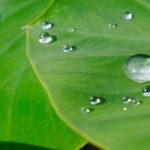 給食会社の調理師がおススメする6月の旬な野菜