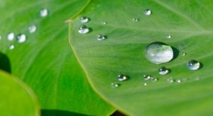 給食会社の調理師がおススメする６月の旬な野菜