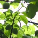 梅雨時が旬！「梅」のある生活で元気に過ごそう