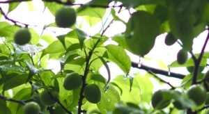 梅雨時が旬！「梅」のある生活で元気に過ごそう