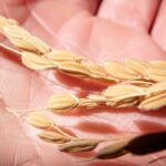 令和の米騒動発令中！米不足と値上げのダブルパンチが到来